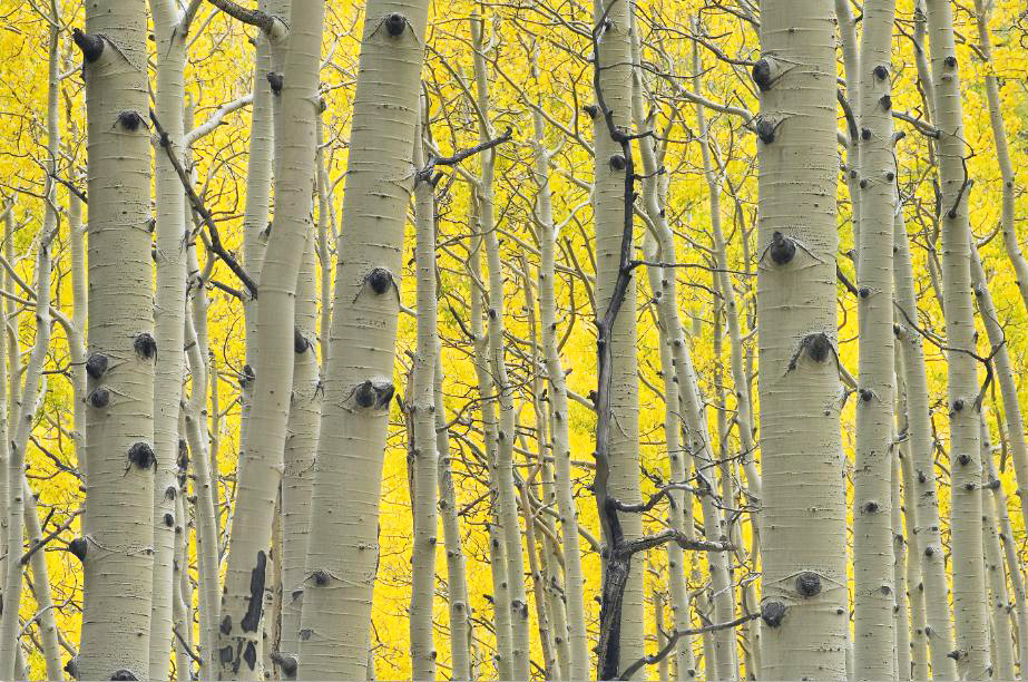 MF024 Wall décor art photographic on canvas nature forest tree trunks
